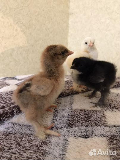 Цыплята