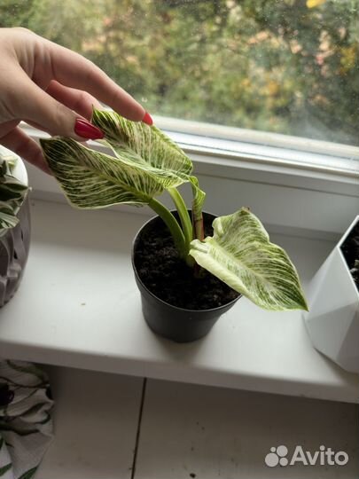 Филодендрон биркин вайт