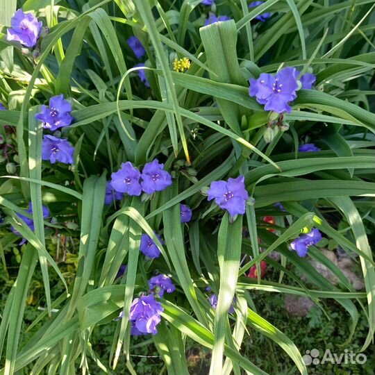 Многолетники, цветущие в июле