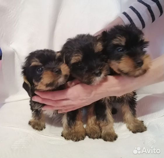 Щенки Йоркширского терьера Мини и Стандарт