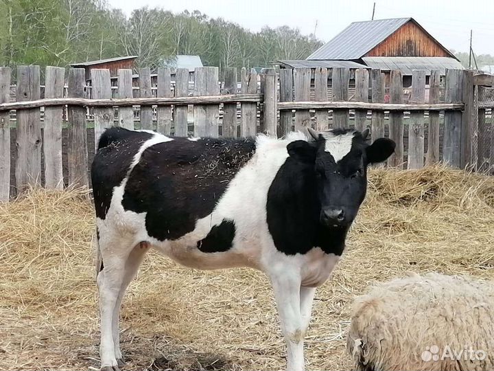 Телка 1год 7мес