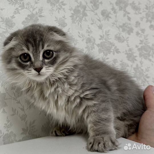 Шотландская кошка