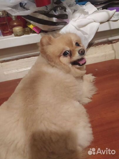 Стрижка собак