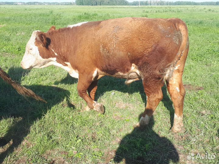 Быки герефорд