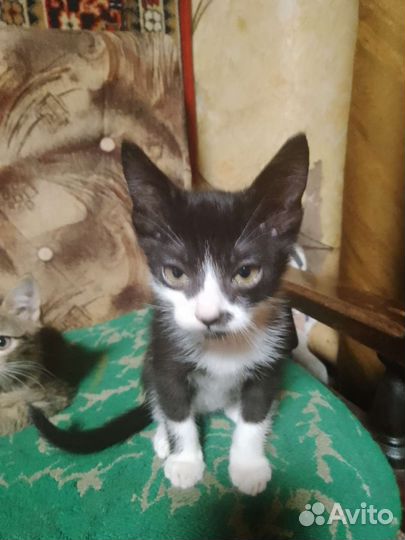Домашние животные котята