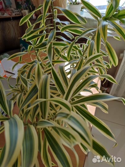 Цветы комнатные