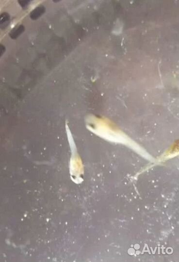 Мальки гуппи