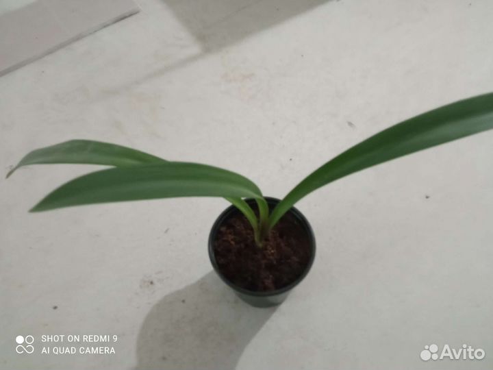 Комнатные растения