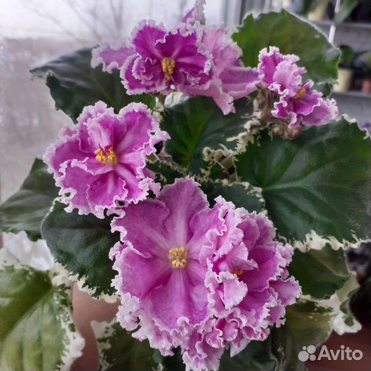 Сортовые фиалки почтой, срез