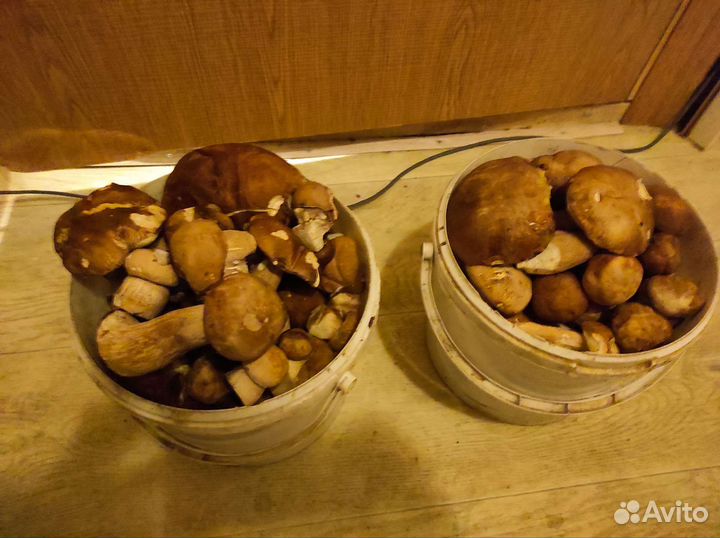 Грибы белые