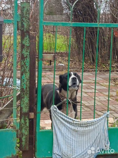 Отдам даром бесплатно в дар собаку