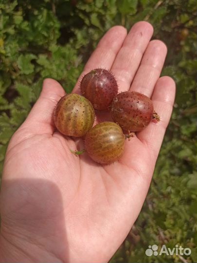 Саженцы крыжовника