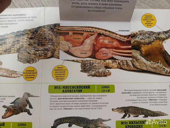 Сканорама - энциклопедия