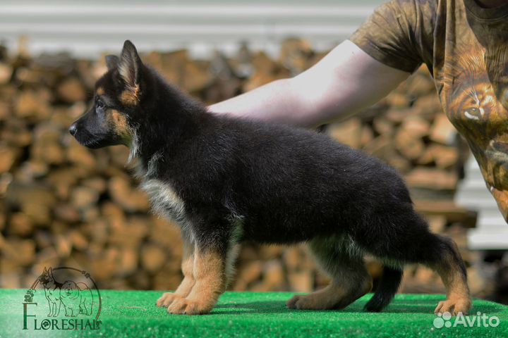 Щенки немецкой овчарки, суки