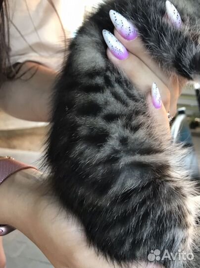 Шотландская кошка