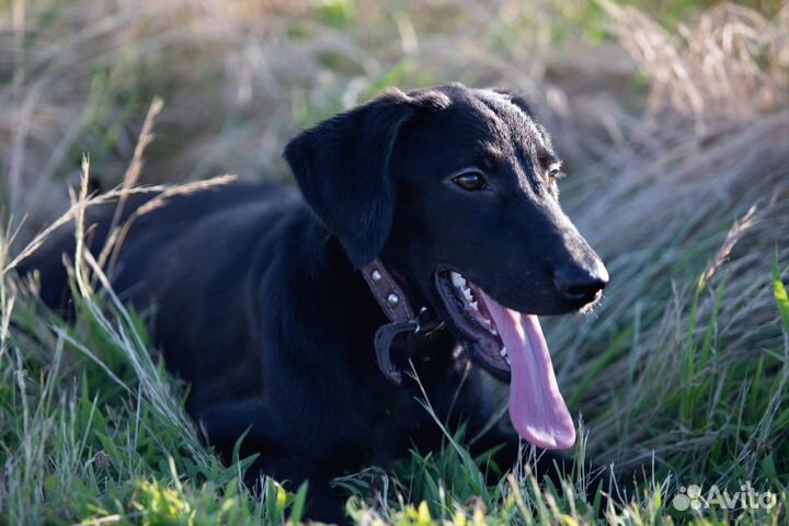 Щенок бесплатно