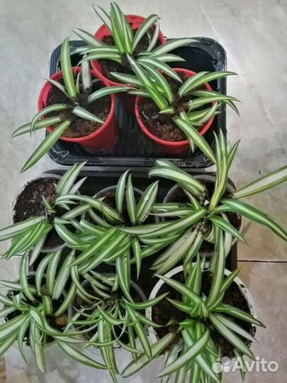 Хлорофитум