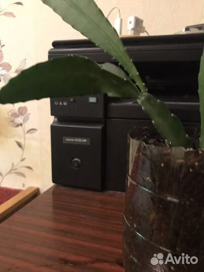 Эпифилум ярко коасный и бледно розовый