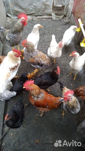 Молодые петушки