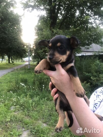 Щенки дворняжки в добрые руки