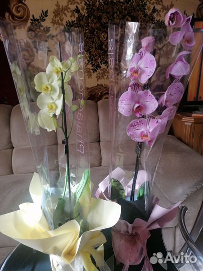 Орхидея фаленопсис