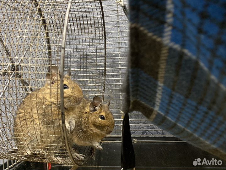 Продам клетку