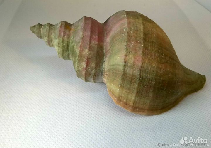 Ракушки Улитка Трубач
