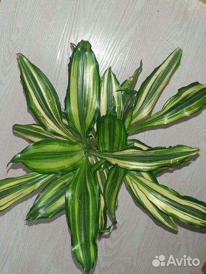 Драцена Фрагранс сортовая