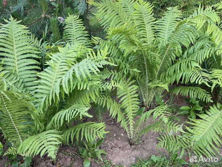 Папоротник