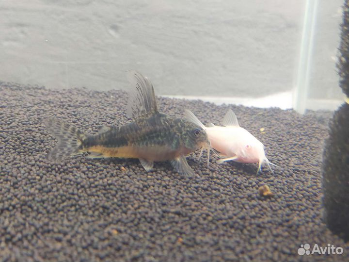 Аквариумные рыбки и растения