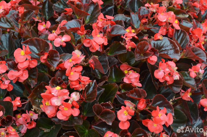Рассада бегония семперфлоренс