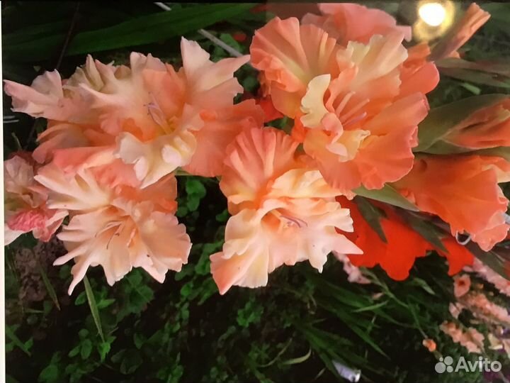 Гладиолусы луковицы