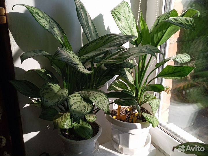 Комнатные цветы