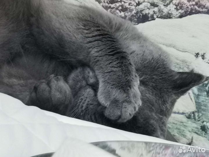 Британский кот вязка
