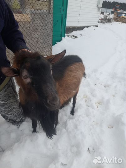 Чешский козел