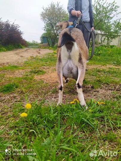 Продается стадо коз