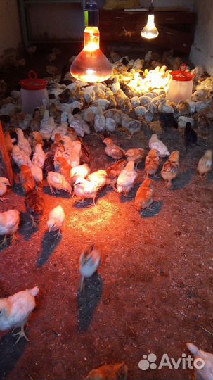 Домашние цыплята разных пород
