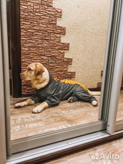 Комбинезон для крупной собаки