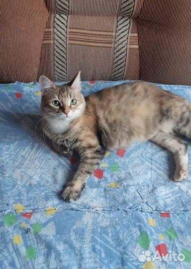 Молодая кошечка в добрые руки