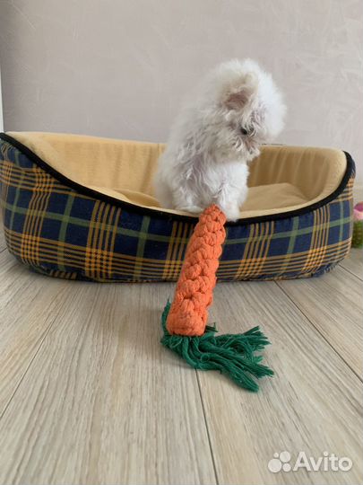 Мальтийская болонка девочка micro