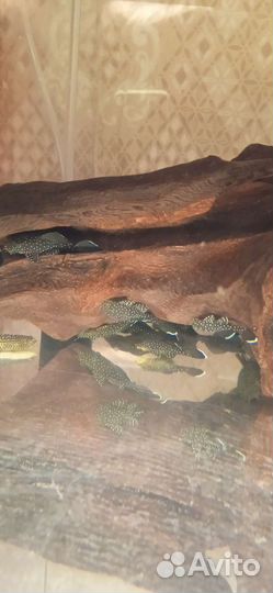 Сом анциструс 181