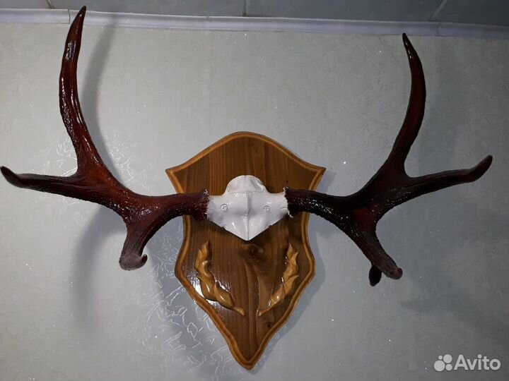 Коллекция рогов