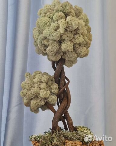 Деревья с живой кроной