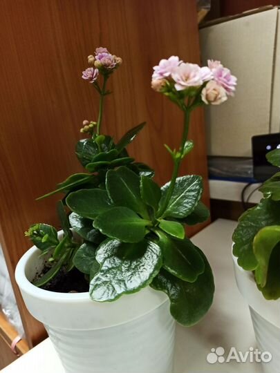 Каланхоэ цветущий