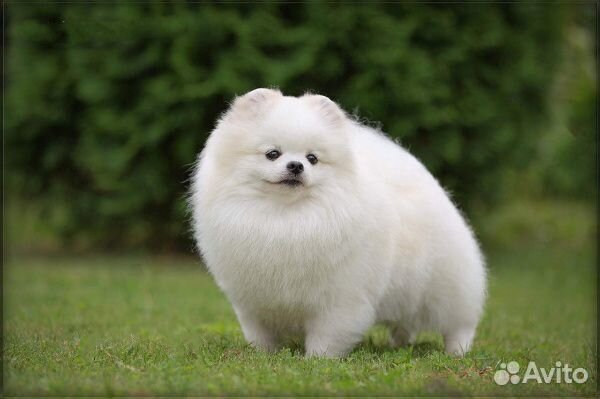 Померанский шпиц белый - Вязка. Продажа его щенков