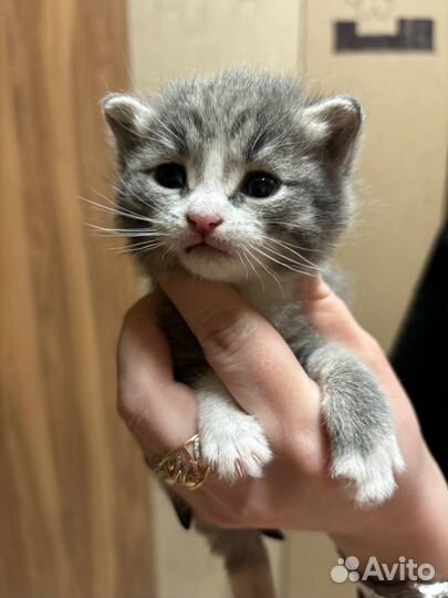 Котята в добрые руки бесплатно