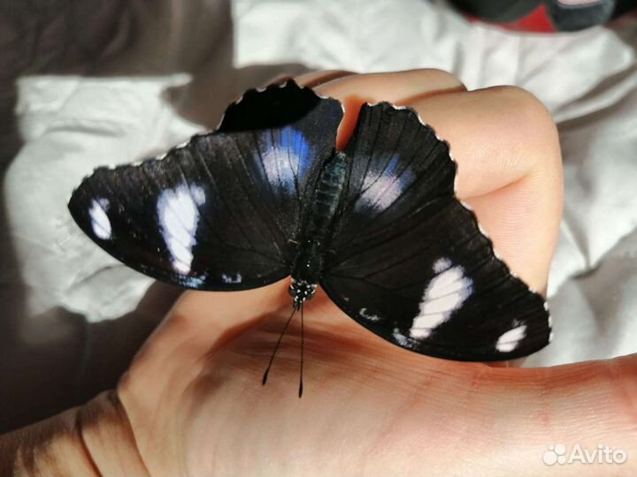 Живые бабочки