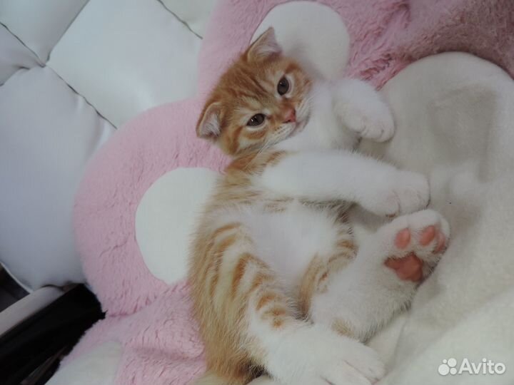 Вислоухие британские котята