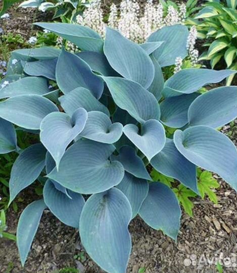 Сортовые хосты