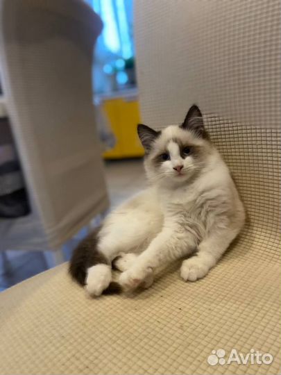 Невский маскарадный котенок